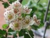 Hawthorn B24 July 2013.jpg