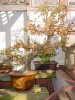 Zelkova 2002.jpg Zelkova 2002.jpg
