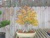 Hawthorn Fall Color 11.jpg