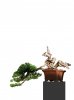 Procumbens shohin white background short top jin.jpg