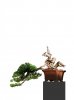 Procumbens shohin white background thinned clunk.jpg