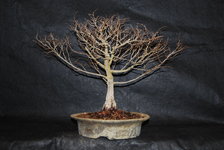 Zelkova2.JPG