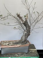 IMG_6145.JPG IMG_6145.JPG