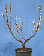 prunus2.jpg