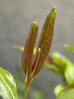 1EB66DD8-3E32-48CA-90C2-D8DB30E32D4E.jpeg 1EB66DD8-3E32-48CA-90C2-D8DB30E32D4E.jpeg