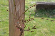 A.s.Autumn Moon 3 23 2021.jpg