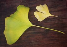 ginkgo leaf size comparison.jpg