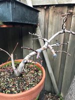 Malus'OekonomieratEchtermeyer' Feb 2018.jpg