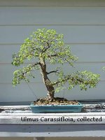 Ulmus Carassifolia VH99.jpg