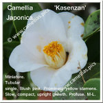 CJ K 2021_0330 Camellia 'Kasenzan'.JPG