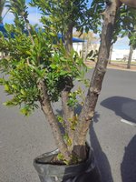 IMG_20210404_151520.jpg