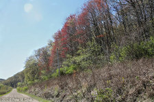 red maple flowers 1.jpg red maple flowers 1.jpg