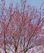 red maple flowers 2.jpg red maple flowers 2.jpg