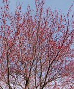 red maple flowers 2.jpg