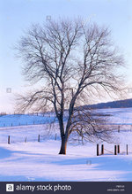 red maple winter inspiration.jpg