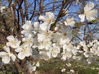 cherry tree today2.jpg