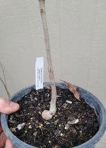 SwampWhiteOak.jpg