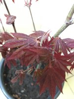 japanese maple leaves.jpg