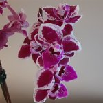 new orchid.jpg