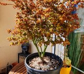 maple.jpeg maple.jpeg