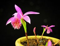 pleione_210410b.jpg