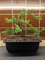 juniperus chinensis blue alps 1.jpg