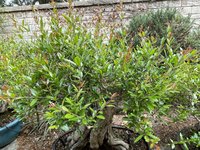 10548DDA-F03D-4155-8582-E803A8189E4A.jpeg 10548DDA-F03D-4155-8582-E803A8189E4A.jpeg