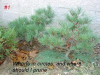 2 W Pines in ground.jpg