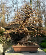 2020-11-Neue schale .bear web.jpg