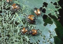 japanese-beetle-damage_1_full_width.jpg