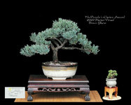 Meijer 2020 Show Blue Point Juniper.JPG