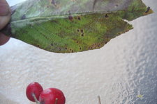 IMGP2755.JPG IMGP2755.JPG