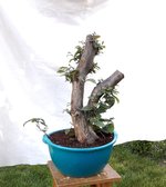 Carpinus betulus.jpg