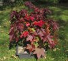 sweetgum_fall2013_02.jpg