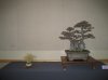 My Bonsai 002.jpg