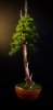 Picea.JPG