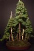 spruce10trees.jpg