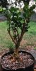 Boxwood3 2.5L - RootQuestionFinished.jpg
