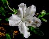 rhodo_052813_03.jpg