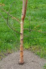 BIRCH 1 D.jpg