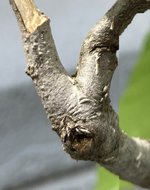 Hornbeam Branch Crop.jpg