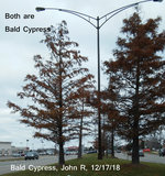 20181217 Bald Cypress.jpg