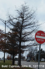 20181217 Balded Cypress.jpg