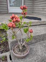 IMG_20210510_174303620_HDR.jpg