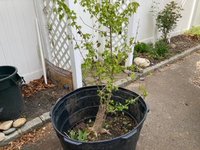 1 C Large Trident Maple I Dug-Out FromSuburban Water Gardens.jpg