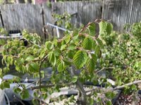 1 A Korean Hornbeam I Dug-Out FromSuburban Water Gardens.jpg