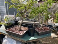 1 C Korean Hornbeam I Dug-Out FromSuburban Water Gardens.jpg