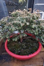 IMG_20210513_0951398.jpg