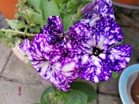IMG_20210516_152703.jpg