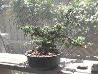 cotoneaster 2021.JPG